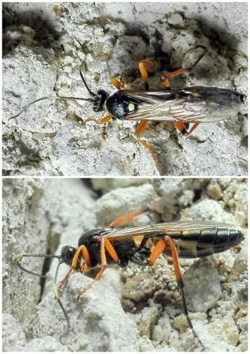 Réf. 189 427 : Diphyus quadripunctorius